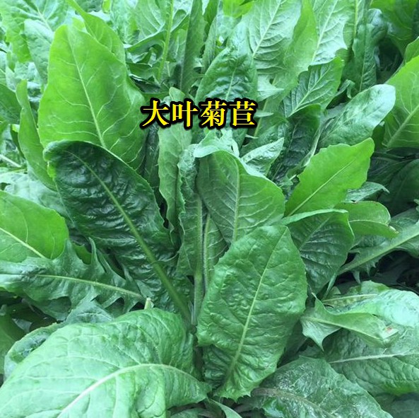 大葉菊苣----高蛋白質含量，防畜禽拉稀、止瀉飼草